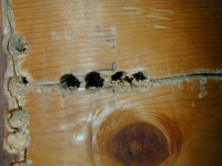 Bees Peeking out of the holes