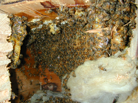 Bees and Comb in the structure