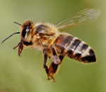 Flying Honey Bee