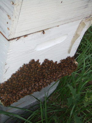 Bees hanging out at the Hive